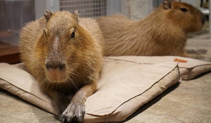 Florida Is Home To The Only Capybara Cafés In America—And Their Adorable Rodents Are Named Mocha And Latte
