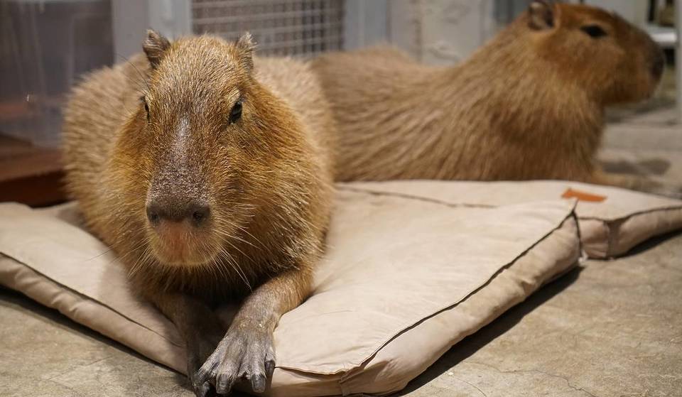 Florida Is Home To The Only Capybara Cafés In America—And Their Adorable Rodents Are Named Mocha And Latte