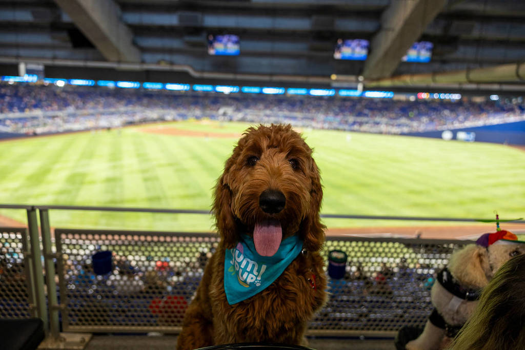 25 juin 2023 ; Miami, Floride, États-Unis ; Bark at the Park au parc loanDepot.