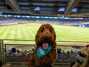 Veja quando você pode levar seu cachorro para um jogo do Miami Marlins, graças ao &#8216;Bark At The Park&#8217;