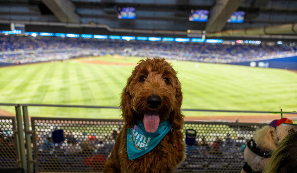 Veja quando você pode levar seu cachorro para um jogo do Miami Marlins, graças ao &#8216;Bark At The Park&#8217;