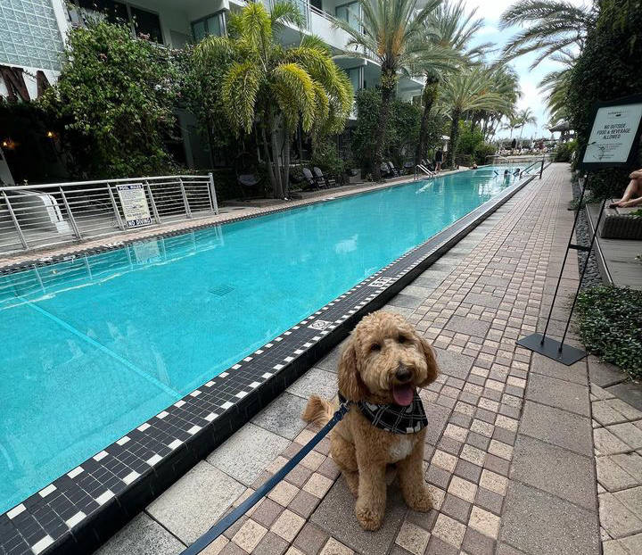 Dog by the National Hotel pool