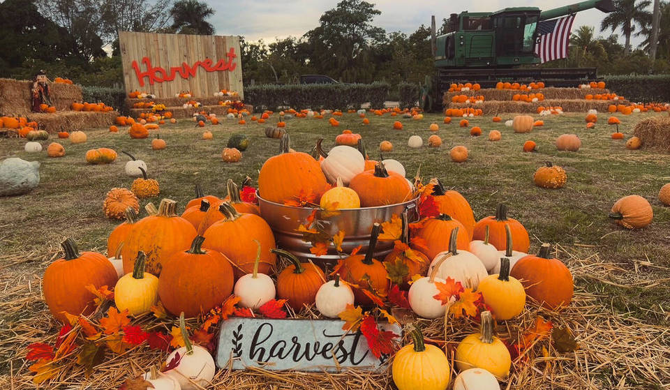 15 Fantastic Fall Things To Do In Miami: The Ultimate Autumnal Bucket List