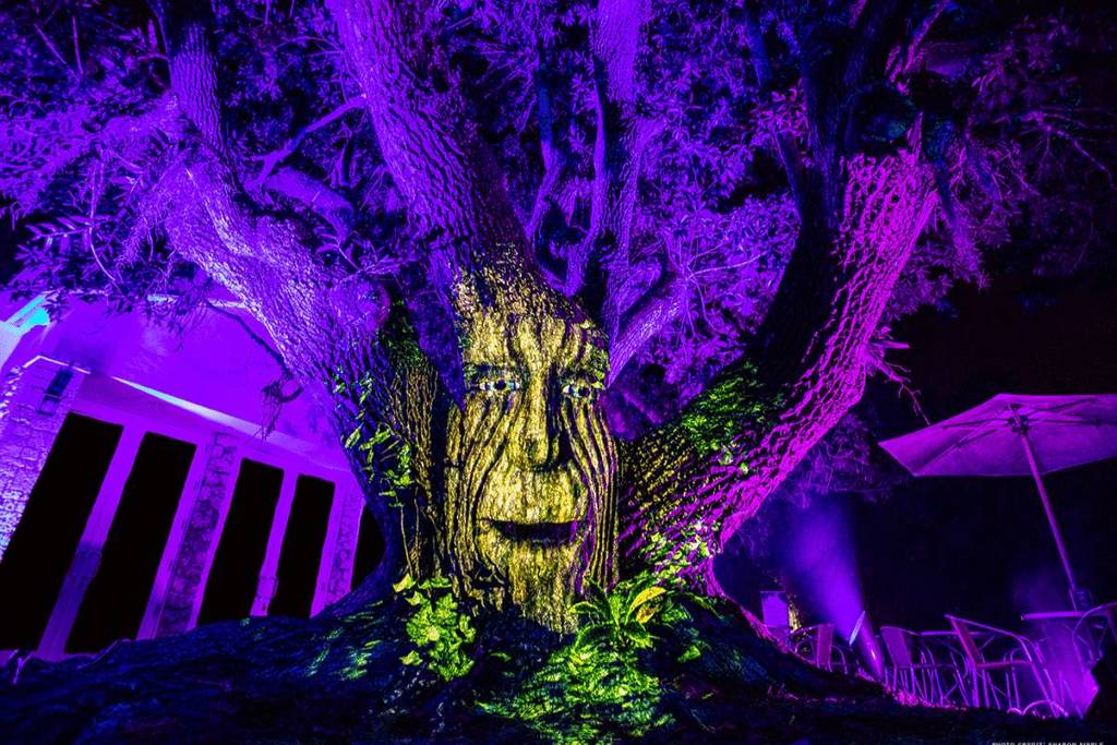 Guests explore NightGarden