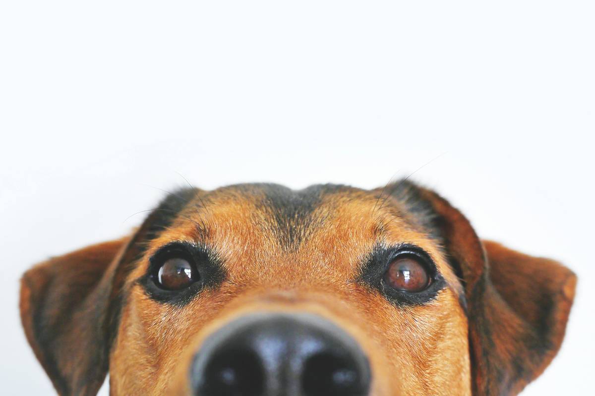 Close up image of a dog's face