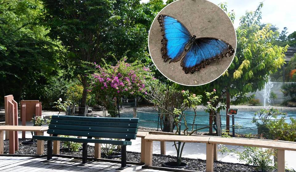 The World’s Largest Butterfly Park Is Less Than An Hour Away From Miami — With 20,000 Live Butterflies And A “Tropical Rainforest”