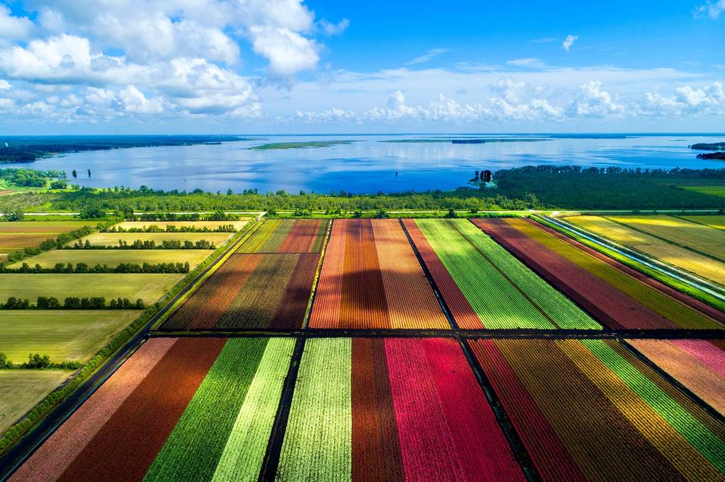 Os coloridos campos de cultivo da mundialmente famosa flor Caladium em Lake Placid, na Flórida, que fornecem 90% da produção mundial dessa flor.