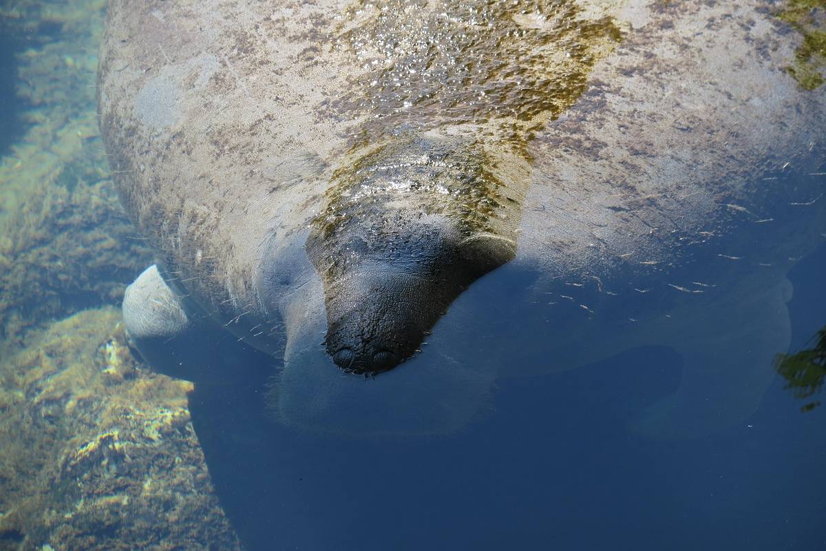 Manatee