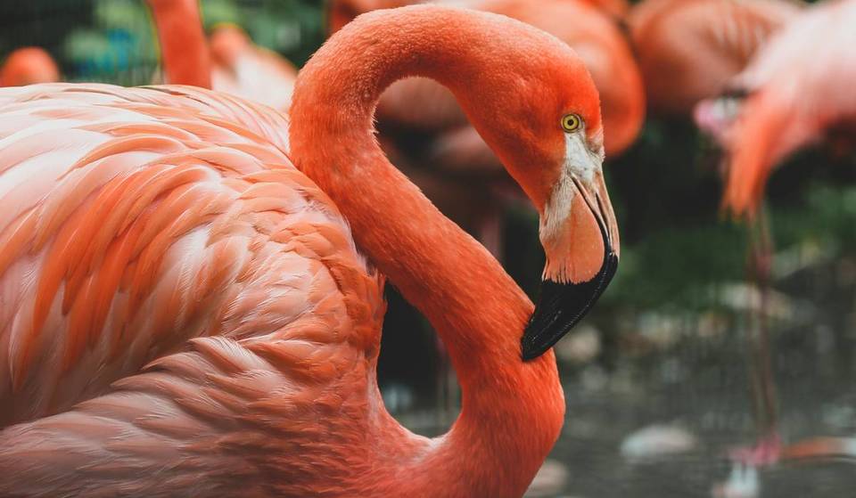 Ein neuer Gesetzentwurf könnte den amerikanischen Flamingo noch in diesem Jahr zum offiziellen Staatsvogel Floridas machen.