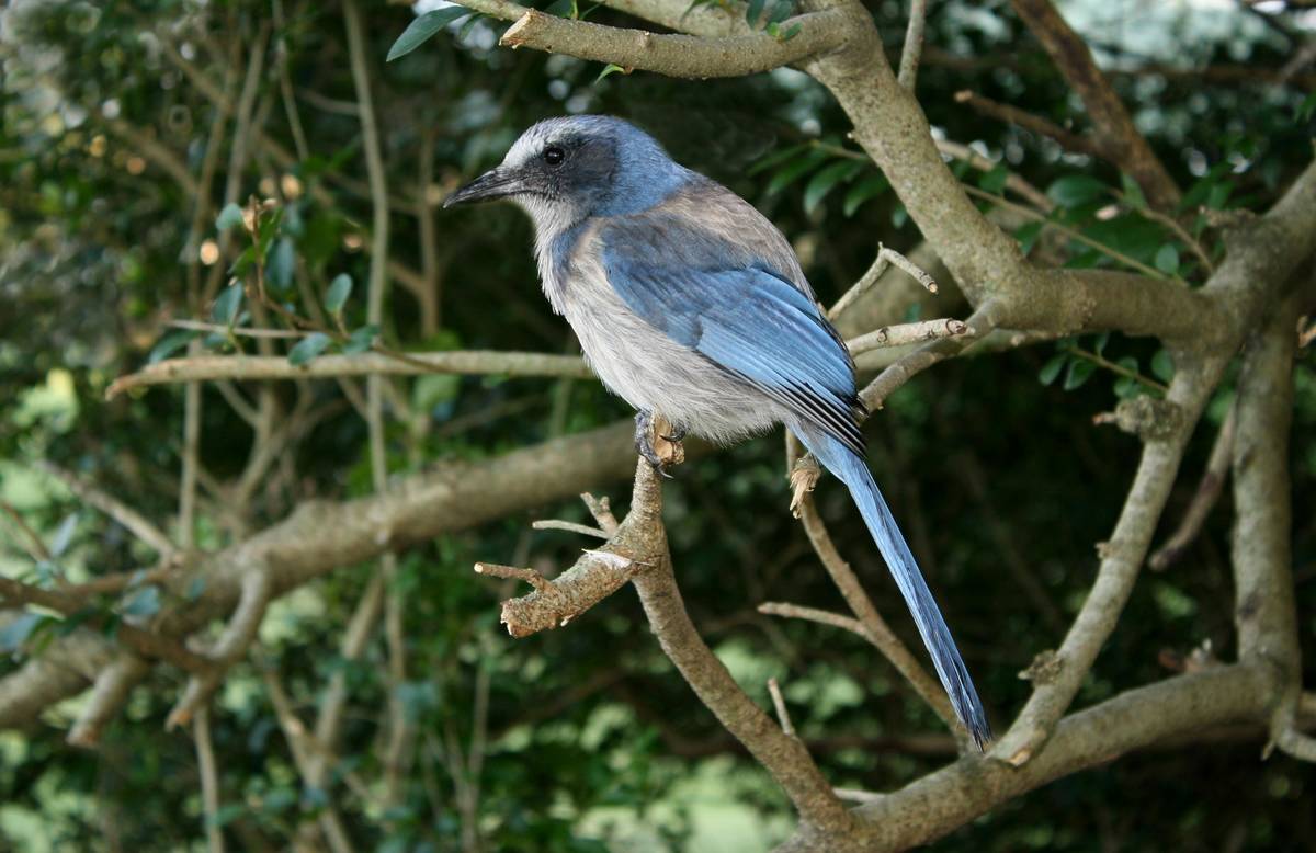 Florida Scrub Jay Perched on Branch in Ocala