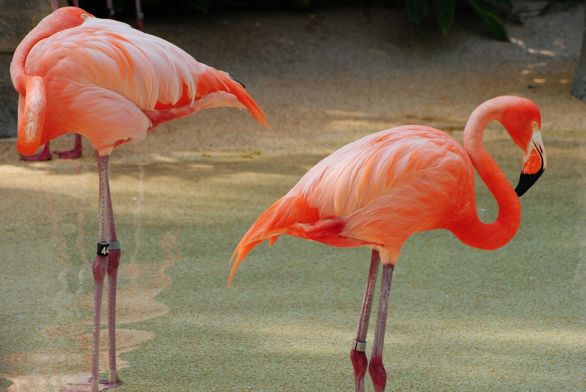 Two pink flamingos standing next to each other in Miami