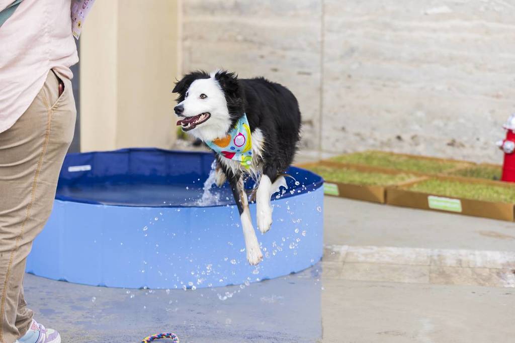 Paws Patio Food Fest