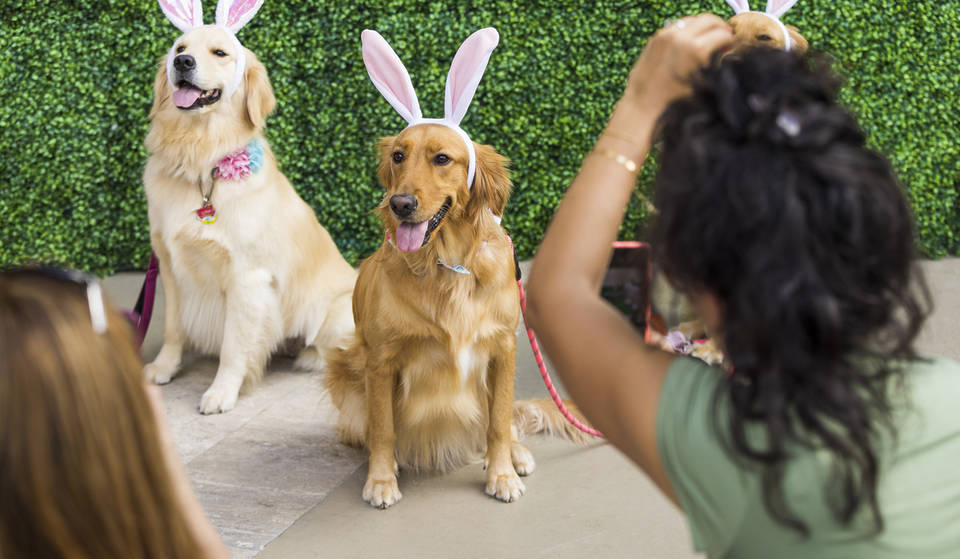 Divirta-se com seu cachorro na 5ª edição anual do Paws Patio Food Fest em Miami neste mês de abril — com 10 vendedores locais especializados em cães, guloseimas exclusivas e vista para a baía