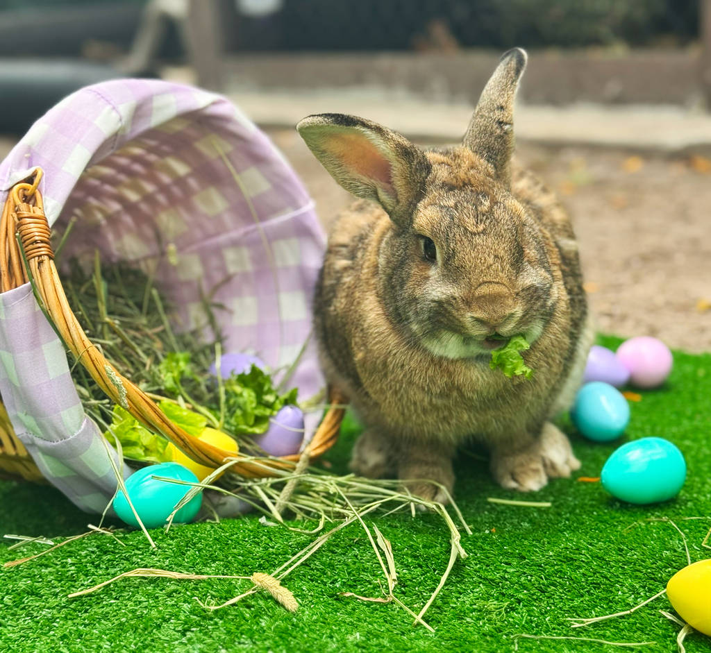 Le lapin de Pâques de Jungle Island