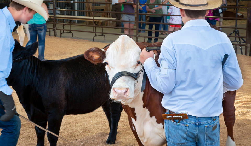 Saddle Up: Miami’s Free ‘CountryFest’ Returns This April With Line Dancing, Local Vendors And A Cattle Showcase