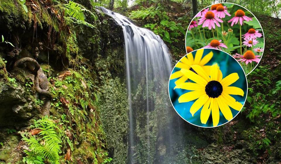 Dieser Park in Florida wurde gerade zum viertbesten Ort in den USA für Frühlingsblumen gekürt – und beherbergt den höchsten Wasserfall des Bundesstaates