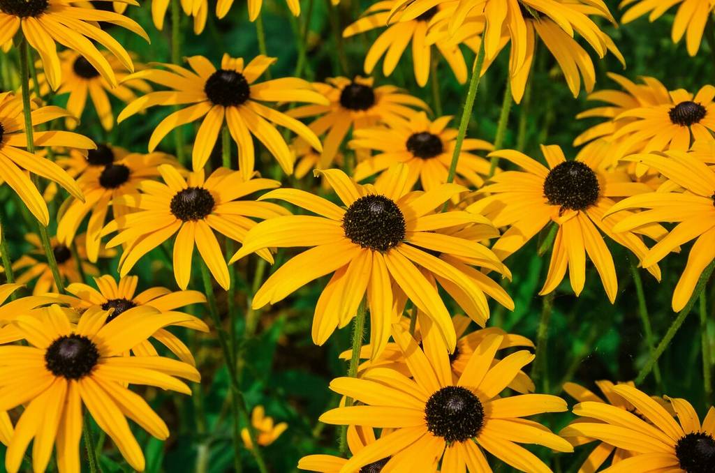 Flores de margarita amarilla