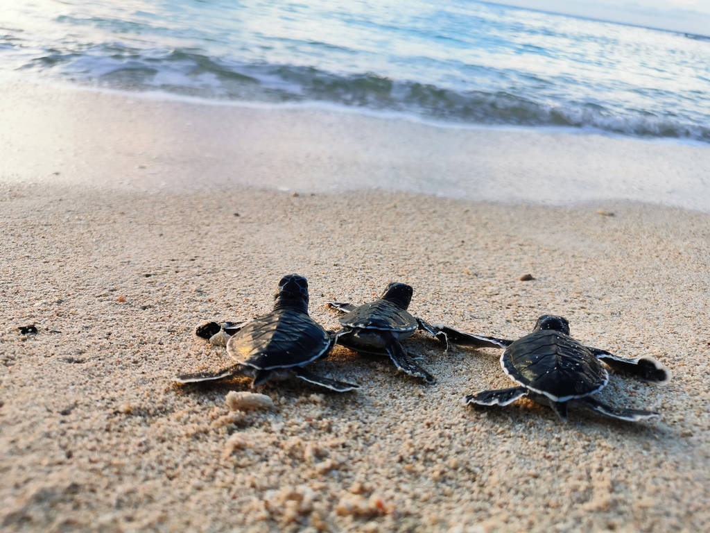 Baby turtles walk to the ocean