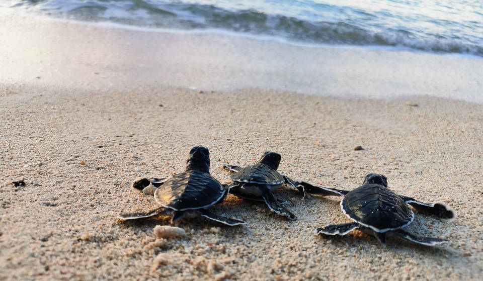 Le 4e Turtle Fest annuel de Miami Beach revient pour une journée seulement ce week-end — avec des jeux pour toute la famille et des opérations de nettoyage