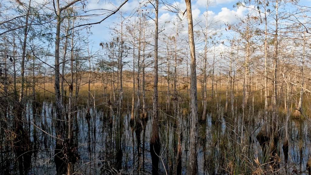 Views along the Florida National Scenic Trail - Big Cypress National Preserve, January 14, 2023 - hiking the first leg of the trail. Florida wetlands