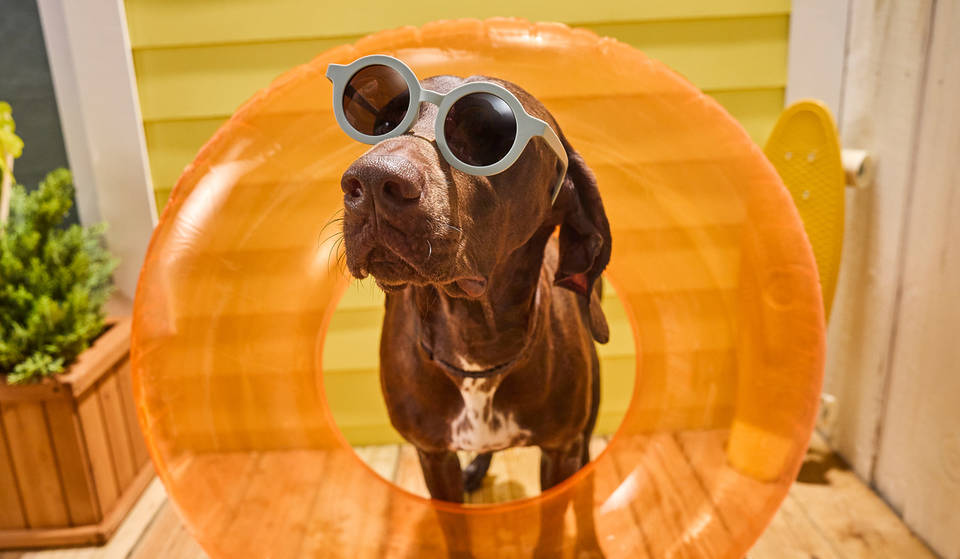 Join the largest dog pool party this weekend as Miami’s Chewy Bark Park aims for a Guinness World Record