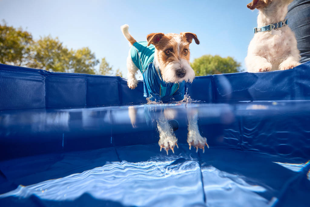 Dog Jumping in Pool