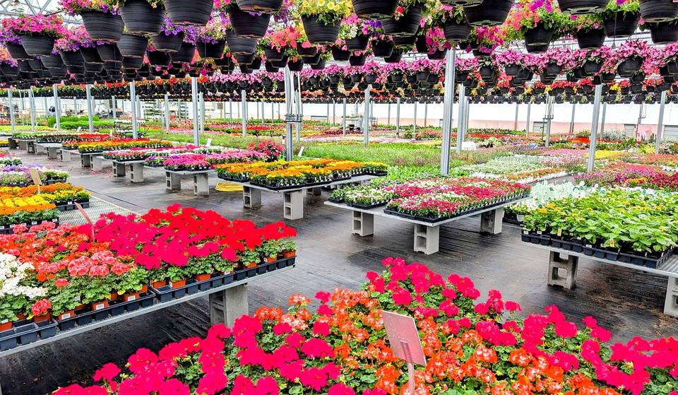 Lowe’s stores across Miami are giving away free Mother’s Day flowers to the first 150 shoppers this weekend — here’s how to claim yours