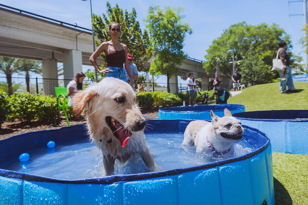 Dos perros en una piscina