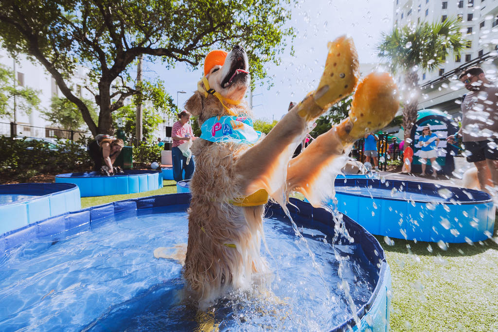 Perro saltando en la piscina