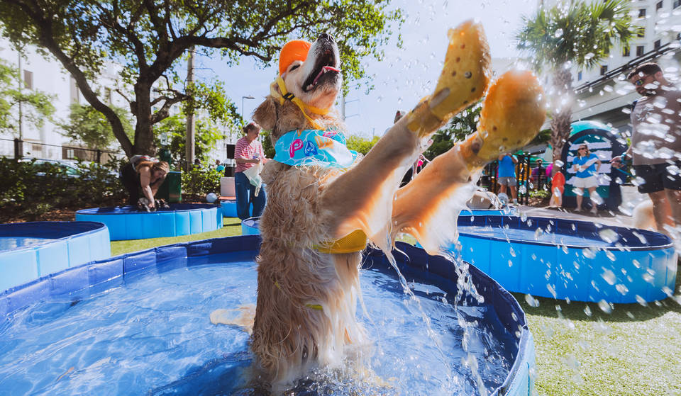 Sieh dir Fotos der 277 Hunde aus Miami an, die den Guinness-Weltrekord für die größte Hundeparty am Pool aller Zeiten gebrochen haben