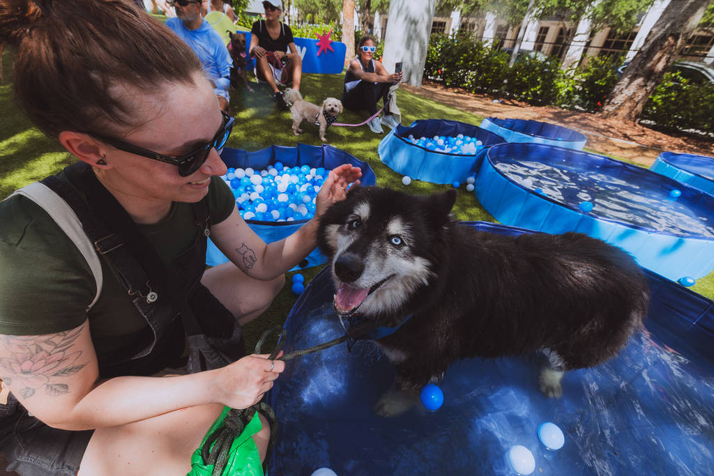 Perro en la piscina con su dueño