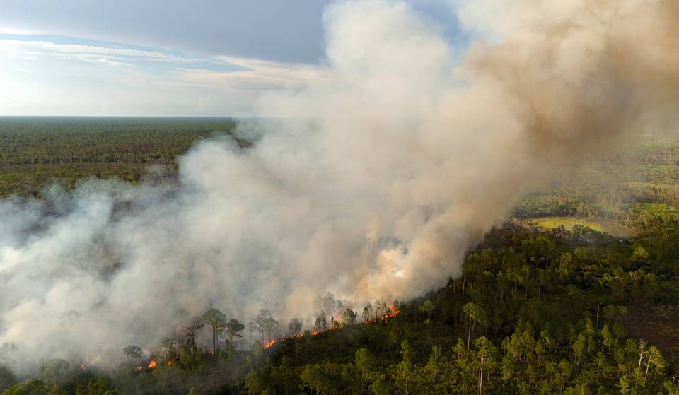 Brände in Florida: Wie man den Unterschied zwischen einer kontrollierten Brandrodung und einem Waldbrand erkennt