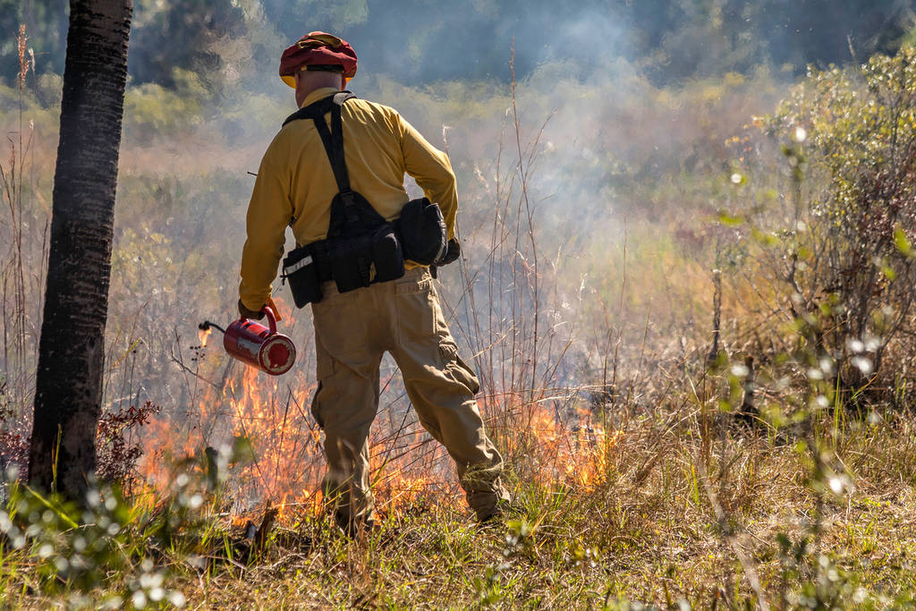 Un pompier allume un feu pour créer un pare-feu afin d’empêcher la propagation d’un feu de broussailles.