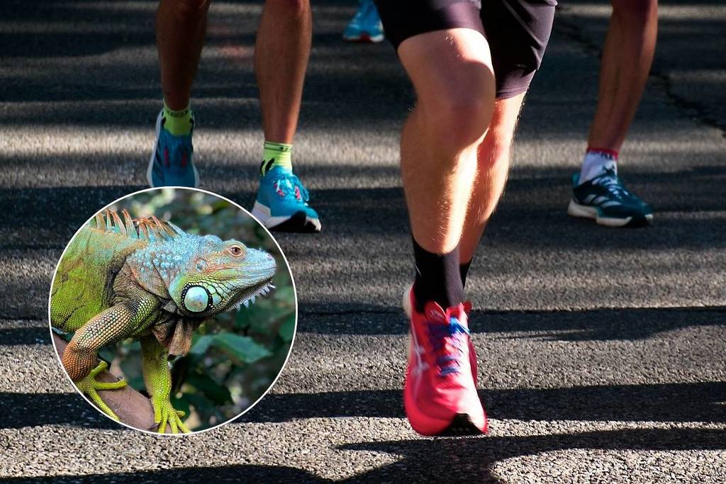 Images of a group of people running down a street and an iguana on a tree branch