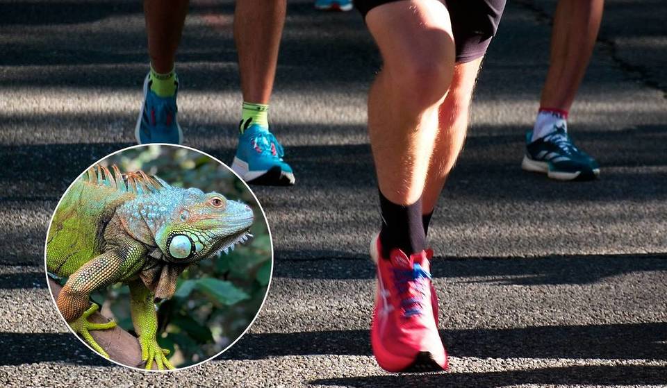 Verkleide dich als Leguan und lass deinen inneren „Florida Man“ bei diesem neuen 5-km-Lauf in Key Biscayne zum Vorschein kommen