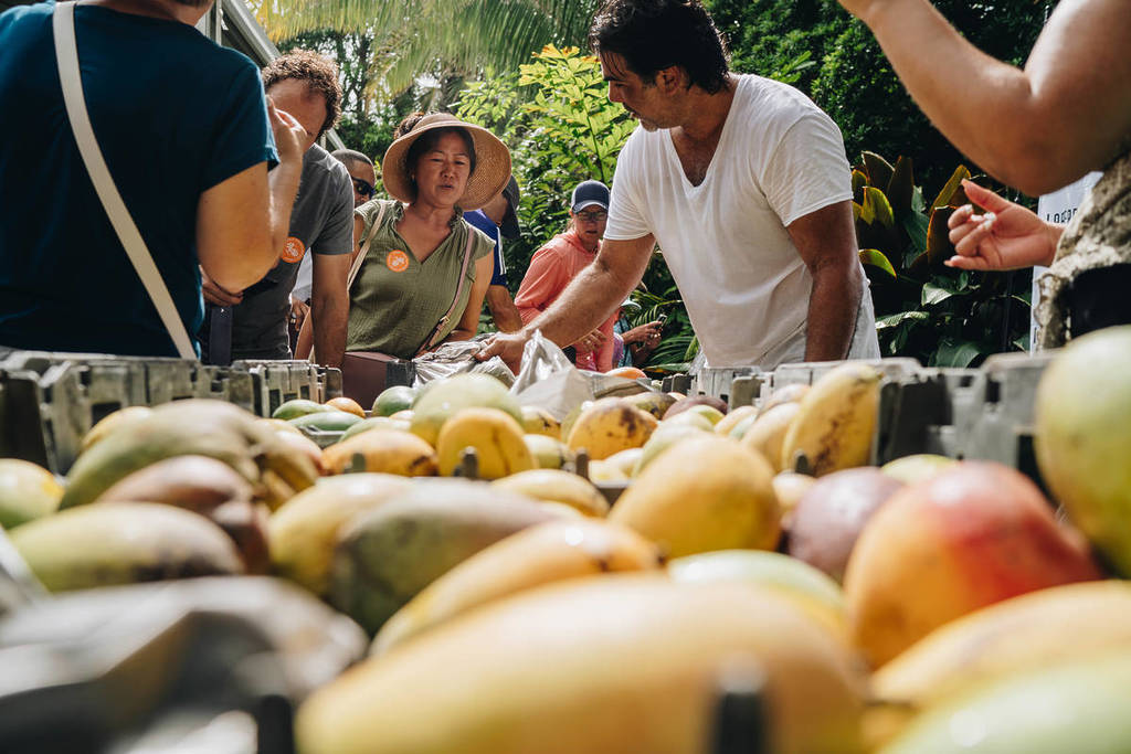Individuals picking out mangos