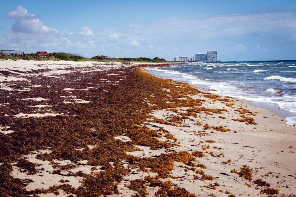 Une plage de Floride recouverte de sargasses de l’Atlantique : une prolifération d’algues toxiques connue sous le nom de « marée rouge »