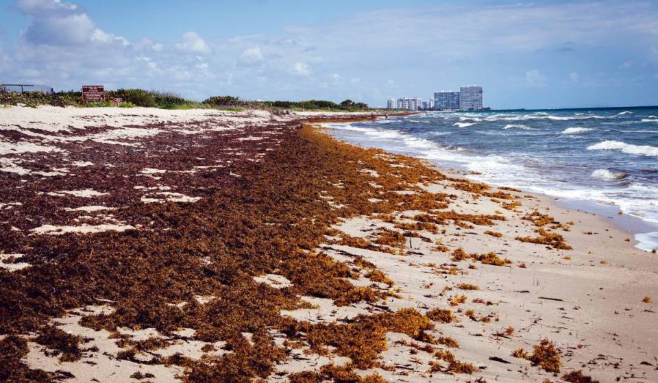 Laut Forschern bereiten sich die Strände Floridas diesen Sommer auf Rekordmengen an „stinkendem“ Sargassum-Seetang vor