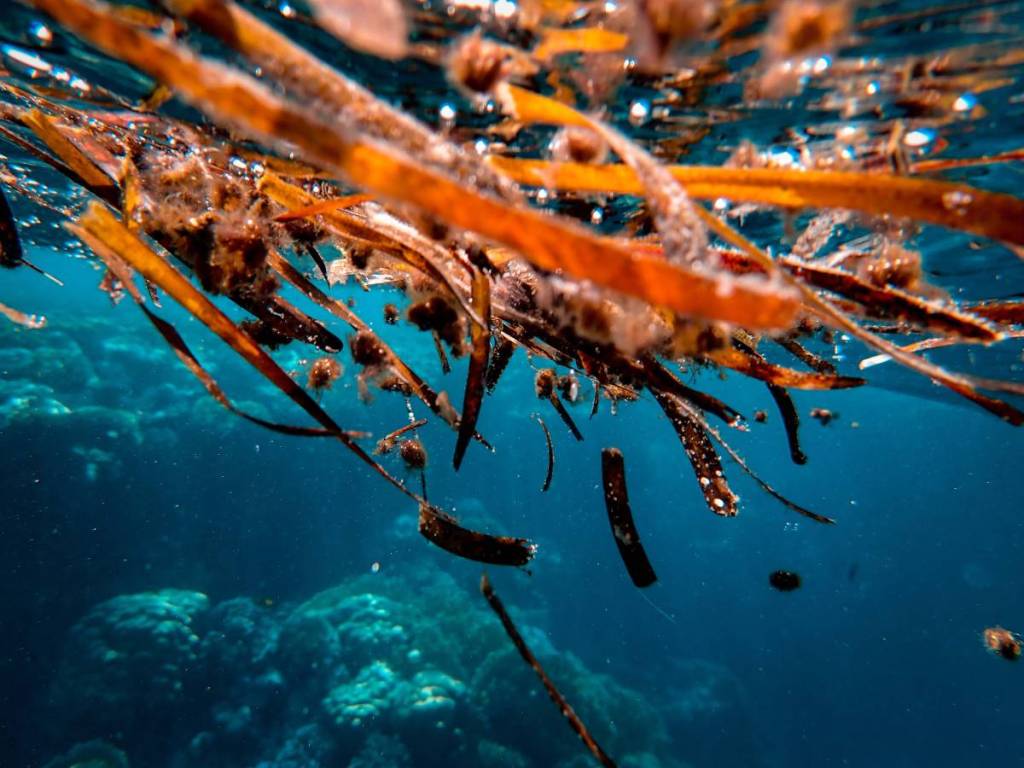 Vue sous-marine colorée d’algues et de vie marine dans un océan tropical.