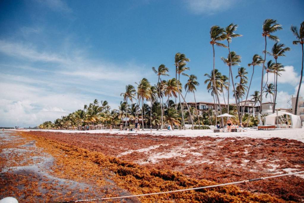 Researchers say 2026 is on track to shatter sargassum seaweed records ...