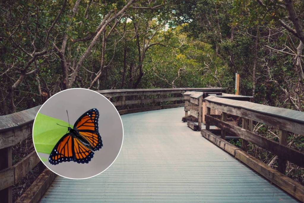 Images of a boardwalk in nature and a butterfly