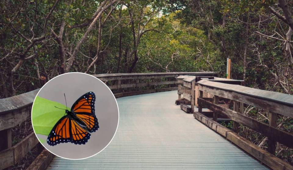 This free, 57-acre ‘urban wilderness’ park just 35 minutes from Miami features scenic mangrove boardwalks and a butterfly island