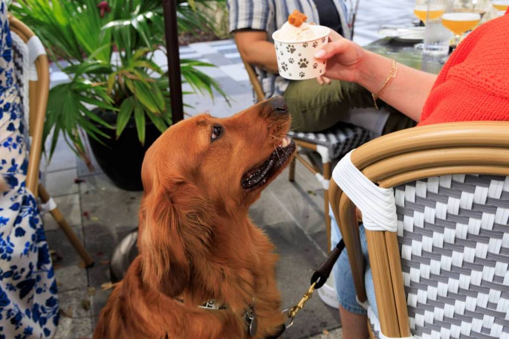Pups on the Patio at Eight Bar Miami
