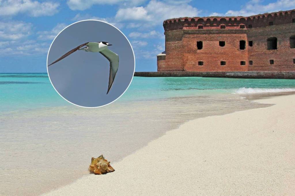 Remote Florida Park Ranks Among World's Top Birdwatching Spots