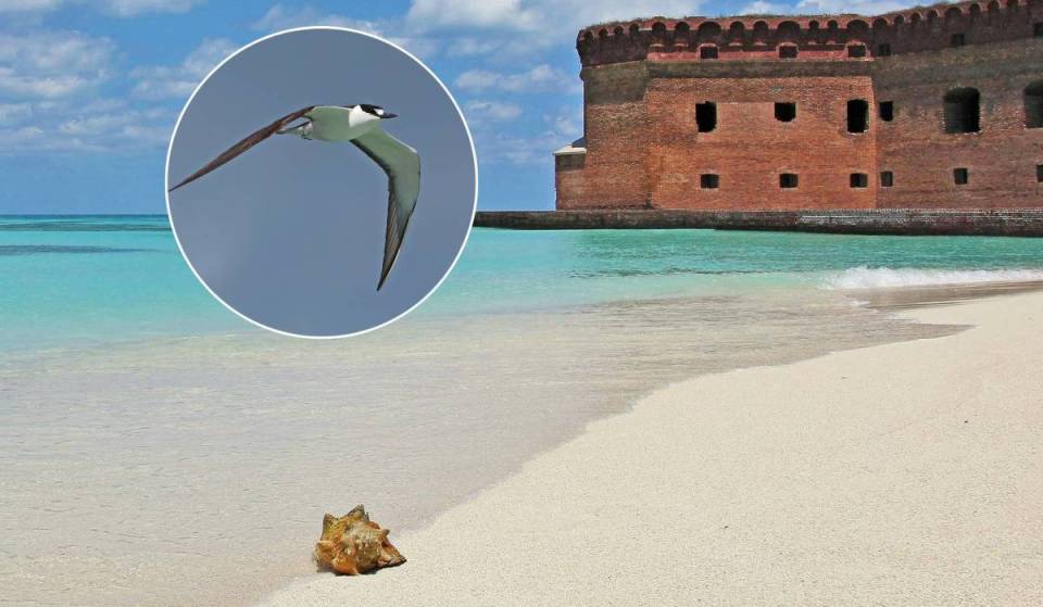 A 70 millas de Cayo Hueso, el parque nacional más remoto de Florida acaba de situarse entre los 15 mejores lugares del mundo para observar aves