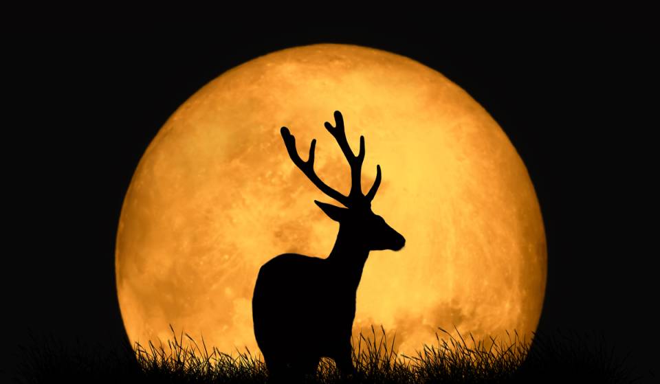 A Lua Cheia do Veado de julho vai brilhar bem forte em toda a região de Miami logo após o pôr do sol nesta semana