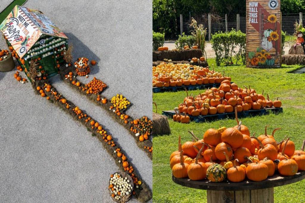 The Berry Farm Harvest Festival