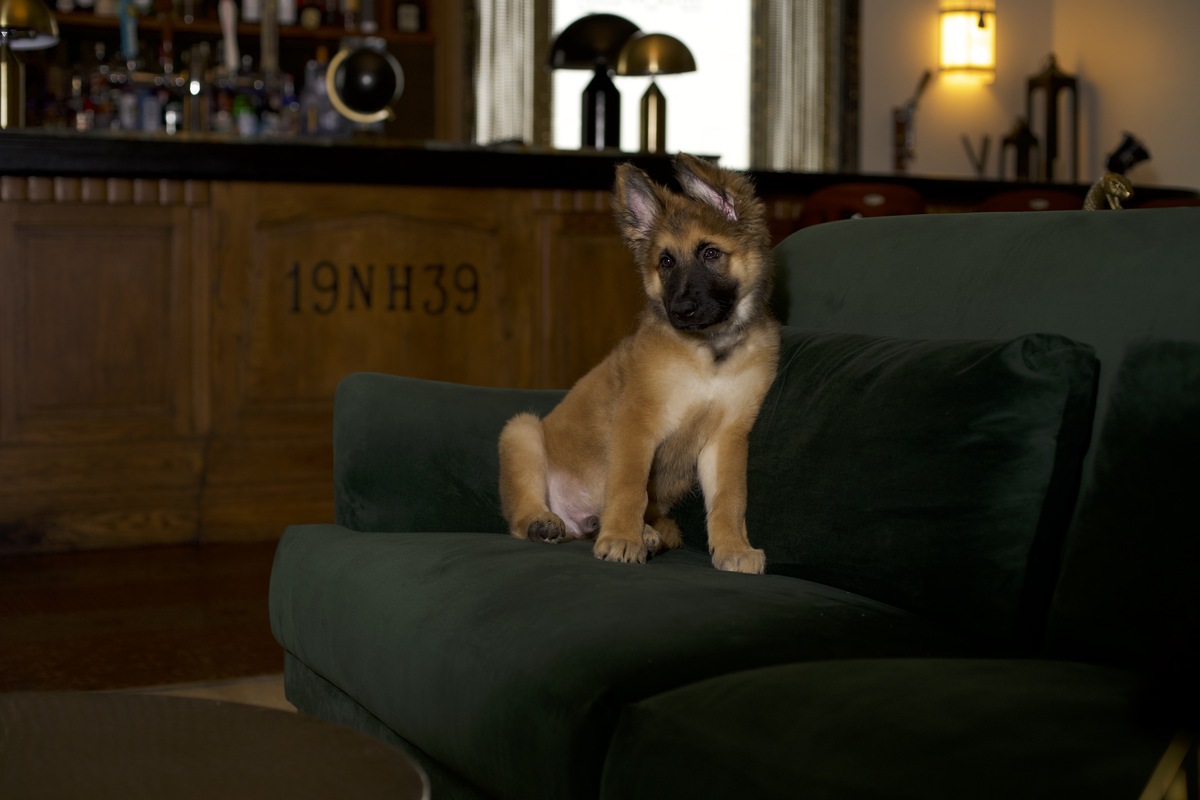 5 pup-friendly events in Miami to celebrate National Dog Day (August 26) with your furry friend