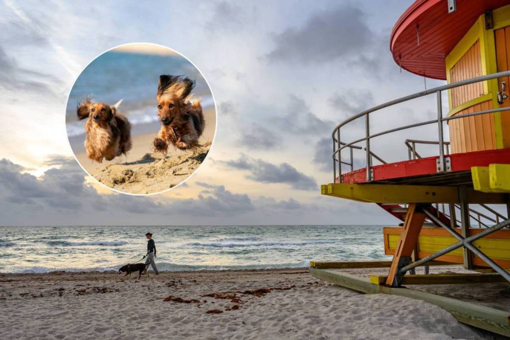 Hundestrand Miami