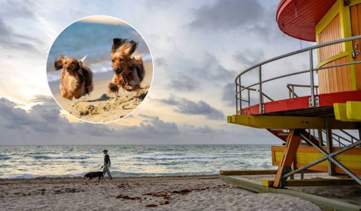 8 superbes plages de Miami où tu peux emmener ton compagnon à quatre pattes
